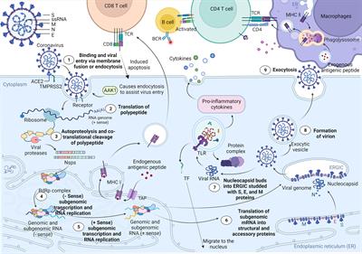 Circular RNAs as emerging regulators in COVID-19 pathogenesis and progression